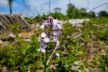 purple and white flower