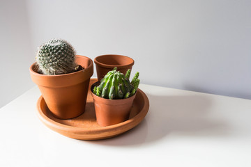 Two decorative cactus in pot on white wooden table, modern houseplant retro design