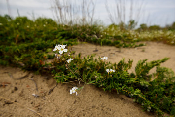white flowers on sand beach