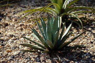 young agave palmeri