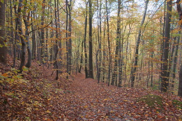 Rezerwat Dolina Racławki