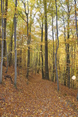 Obraz premium Rezerwat Dolina Racławki