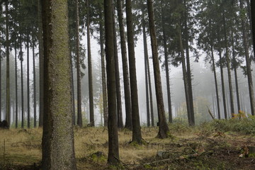 Nebel im Wald