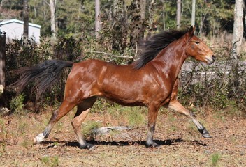 bay hackney pony running