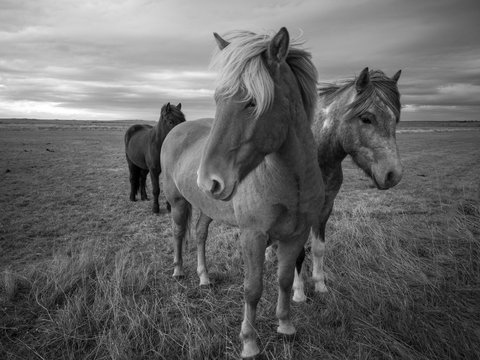 Iceland Horses Black White Photo