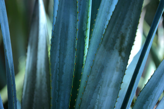 agave americana leaves