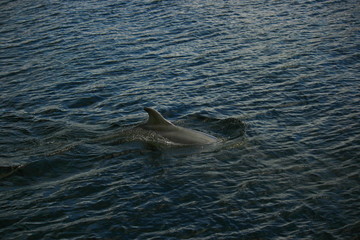 dolphin breaking the surface of the loch