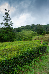 Fototapeta na wymiar Cha Gorreana tea plantation on Sao Miguel Azores Portugal
