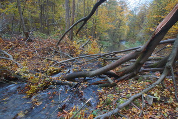 Rezerwat Dolina Racławki