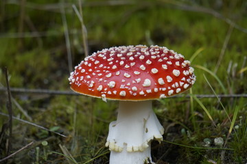Schöner Fliegenpilz im Wald