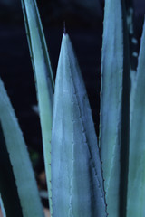 close up of agave americana leaf