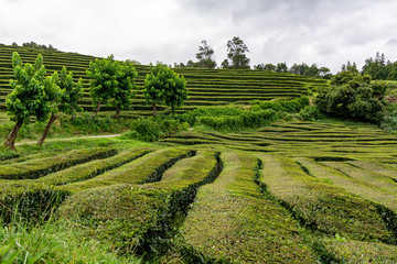 Cha Gorreana tea plantation on Sao Miguel Azores Portugal