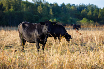 Black cows on a hay field