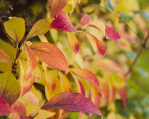 Autumn red and orange leaves with narrow depth of field