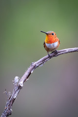 Hummingbird Perch