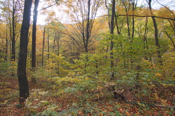 Rezerwat Dolina Racławki