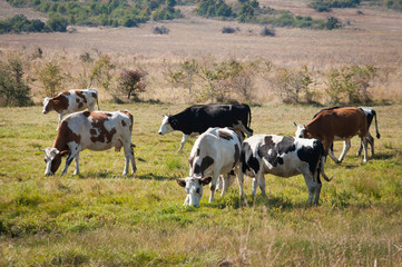 Cows graze on a green field on a bright sunny day. Bulgaria region