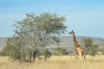 A giraffe eats from an acacia tree on the plains of Tarangire National Park in Tanzania, Africa; copy space