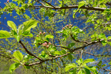 pink flower buds with sky in background