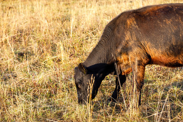 Closeup of a black cow eating hay