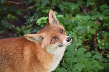 Aufblickender Fuchs