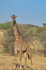 Naklejka na ściany i meble An African giraffe on the savanna of Tarangire National Park in Tanzania with acacia trees in the background
