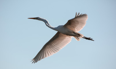 Ave Ardea Alba