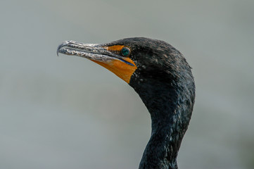 Close up (blurry background) of the head of a double-crested cormorant (Phalacrocorax auritus) along Anhinga Trail in Everglades National Park, Florida, USA