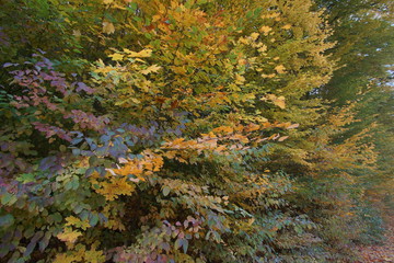 Rezerwat Dolina Racławki