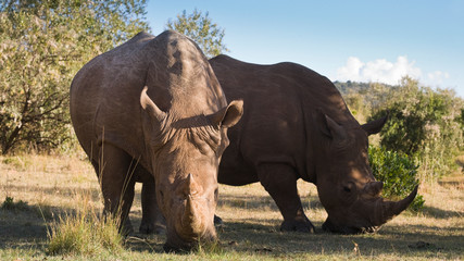 Fototapeta premium White Rhinceros in the Maasai Mara
