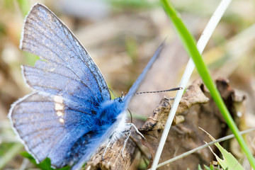 Little blue butterfly closeup