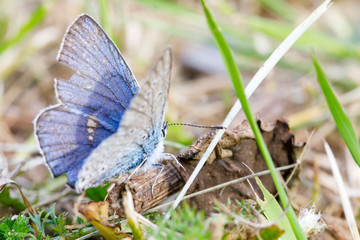Little blue butterfly closeup