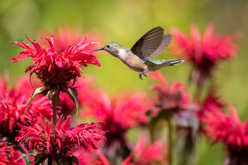 Hummingbird Snack