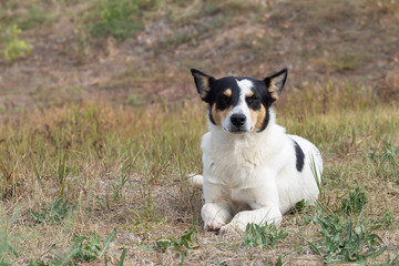 White and black dog lying on the grass and looking directly at the camera..The concept of  fidelity and devotion of dogs, caring for animals, shelter stray dogs.