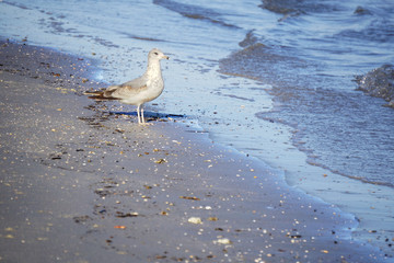 Beach Bird