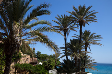 Palmen Sardinien