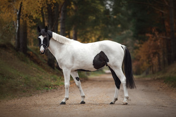 portrait of stunning black and white pinto gelding horse on the road in autumn forest