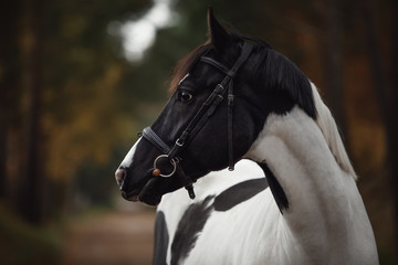 stunning black and white pinto gelding horse in autumn forest