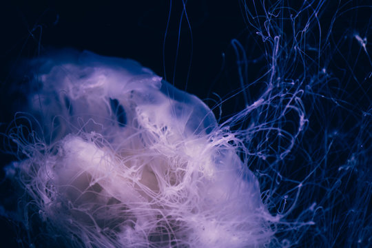 Close-up details of a Ghost jellyfish