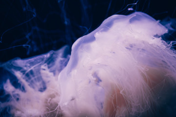Close-up details of a Ghost jellyfish