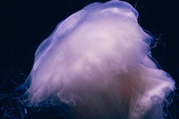 Close-up details of a Ghost jellyfish