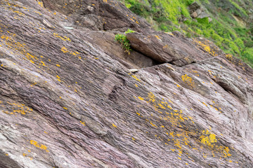 Geological stratification in rock and opportunistic succulent plants growing in dry arid conditions amongst rocks