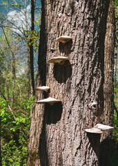 mushrooms on tree