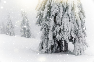 Majestic winter landscape with snowy fir trees.  Winter postcard.