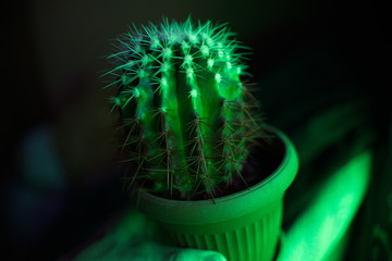 cactus in a pot , кактус 