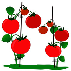 drawings of tomatoes with leaves and fruits