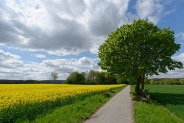 Rapsfeld © sailer