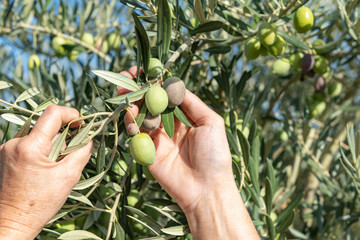 Cosechando y recogiendo aceitunas con las manos