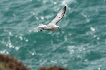 Seagull flying over the sea in Newquay