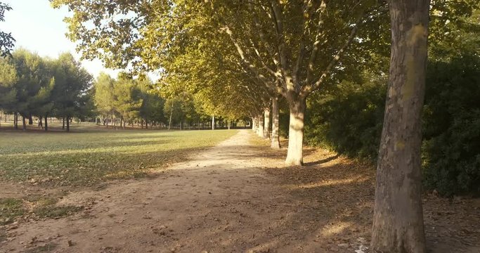 sendero campestre con &aacute;rboles en oto&ntilde;o